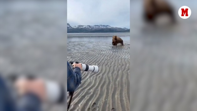 Fotógrafos se salvan del ataque de un oso en Alaska gracias a una