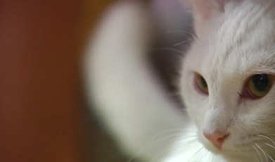Misi La Gata De A Coruna Que Le Salvo La Vida A Su Familia Elmundotv