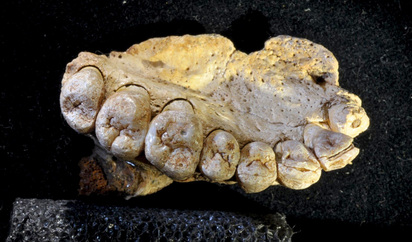 Hallado En Israel El Fosil Humano Mas Antiguo Fuera De Africa Que