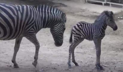 Nacen Una Cebra Y Dos Monas Arana En El Zoo De Barcelona