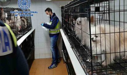 Hong Kong Escribe email Variante Rescatados 270 chihuahuas en dos criaderos ilegales de Arganda y Meco donde  se mutilaban a los perros | Madrid