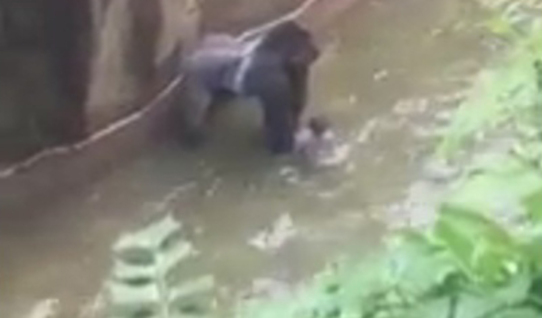 La Tragedia Del Gorila Harambe Y El Falso Mito De King Kong El Mundo See more ideas about harambe, funny, harambe meme. la tragedia del gorila harambe y el
