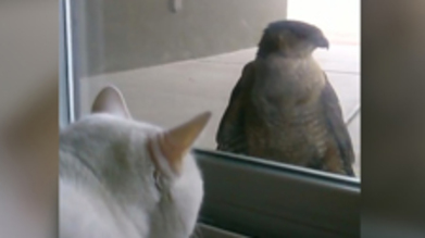 halcon comiendo gato