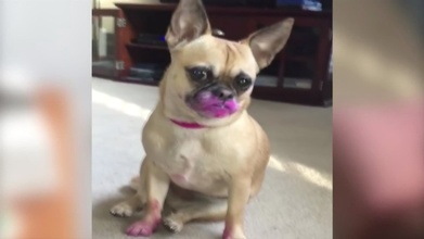 por qué a mi perro le gusta el lápiz labial