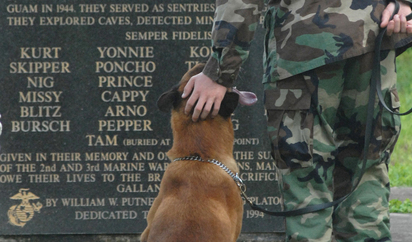 Los 25 Doberman Heroicos Que Cayeron En La Batalla De Guam