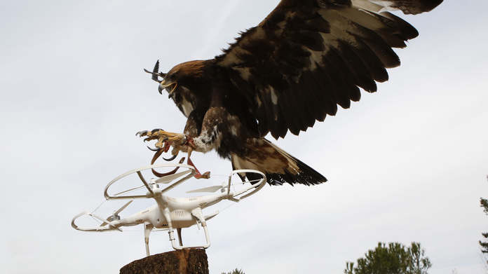 Águilas cazadrones para su majestad | Crónica | EL MUNDO