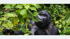 Gorilas en Uganda