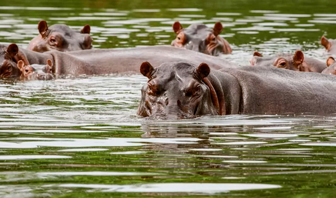 La lucha para librarse de los 150 hipopótamos de Colombia, la última  herencia del narco Pablo Escobar | Internacional