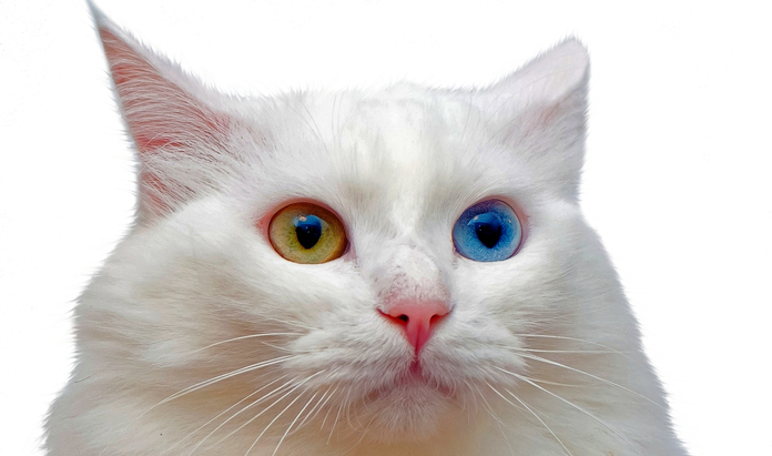 El diseño detección Autorización El felino con ojos de dos colores que no teme al agua | Zen | EL MUNDO