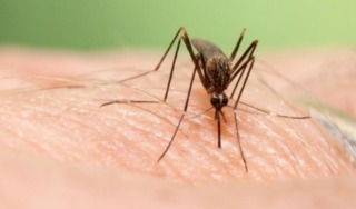 Detectado por primera vez en España un mosquito asiático capaz de infectar  con dengue y chikungunya | Salud