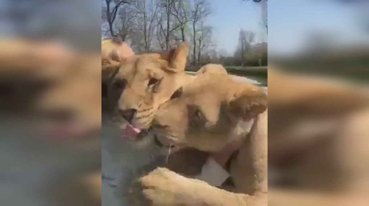 Dos leones ven a su dueña siete años después - ELMUNDOTV