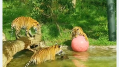 La entrañable imagen de dos cachorros de tigre de Sumatra bañándose por primera vez