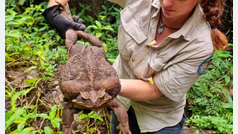 As es 'Toadzilla', un sapo enorme y txico de casi tres kilos hallado en Australia