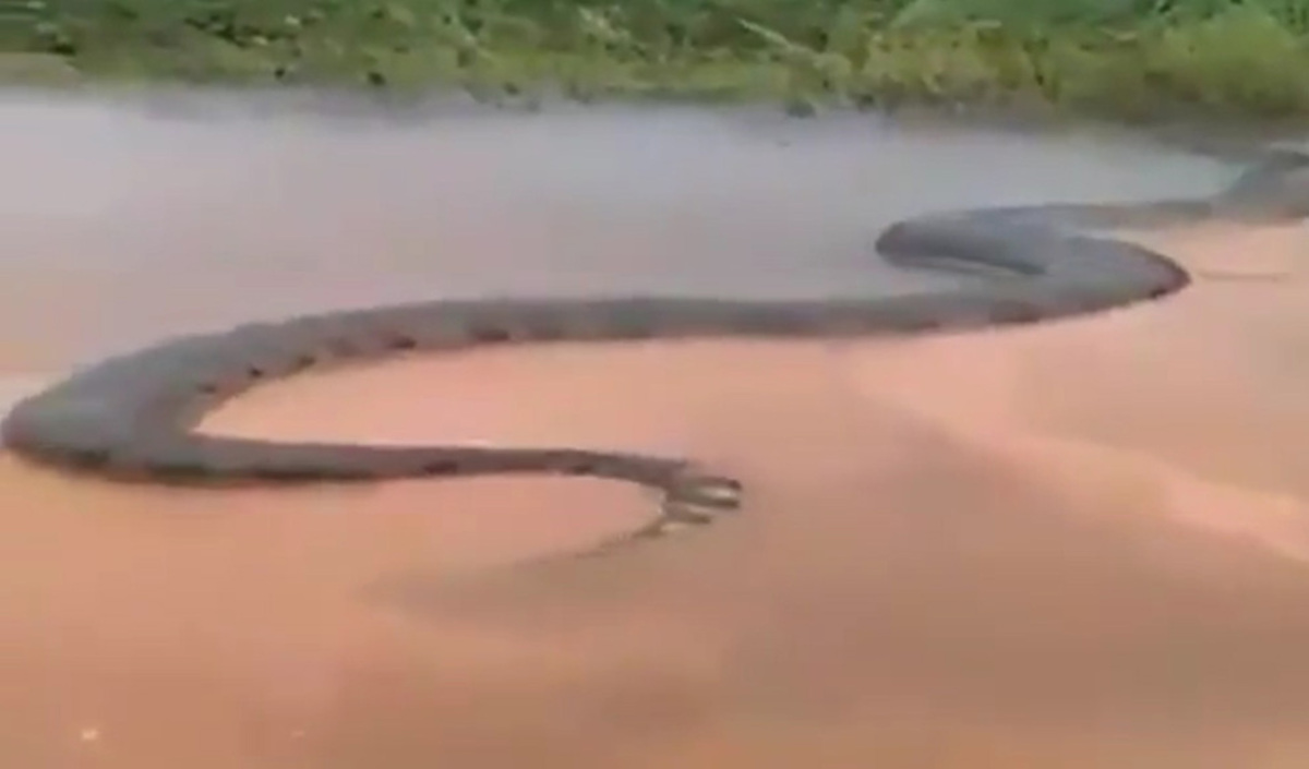 Anaconda Gigante En El Rio Amazonas - Anaconda Gallery