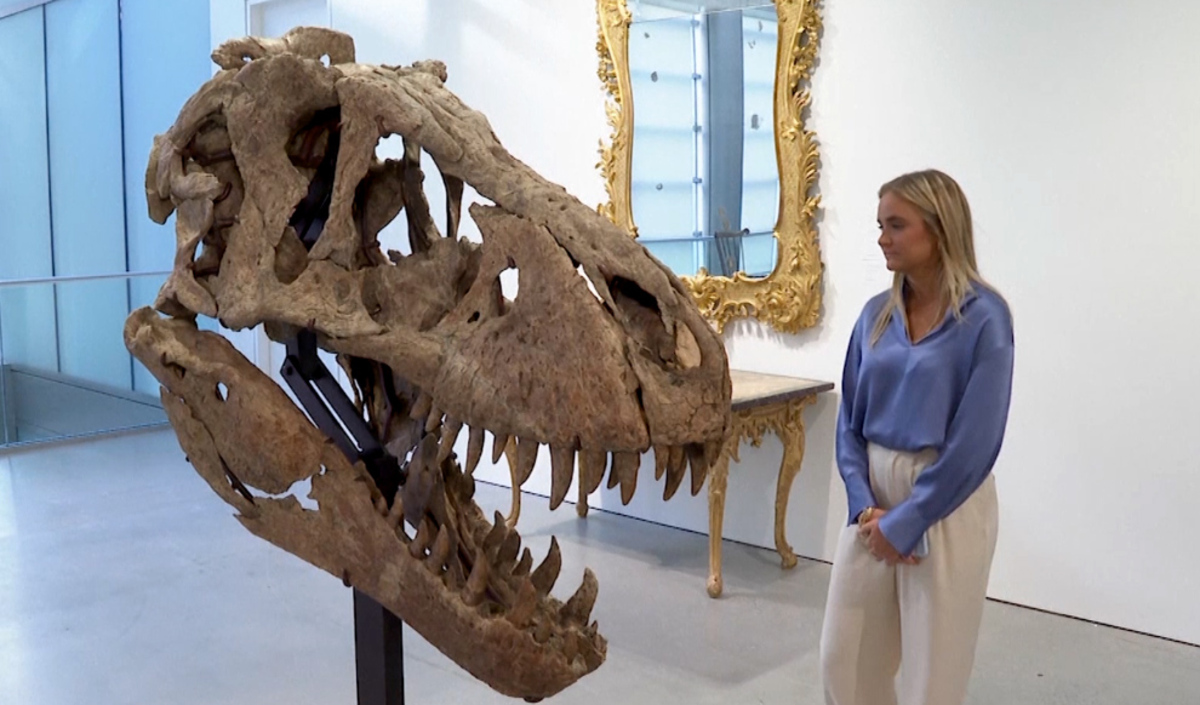 Alrededores por supuesto corazón Se subasta el cráneo real de un Tiranosaurio Rex llamado Maximus - ELMUNDOTV
