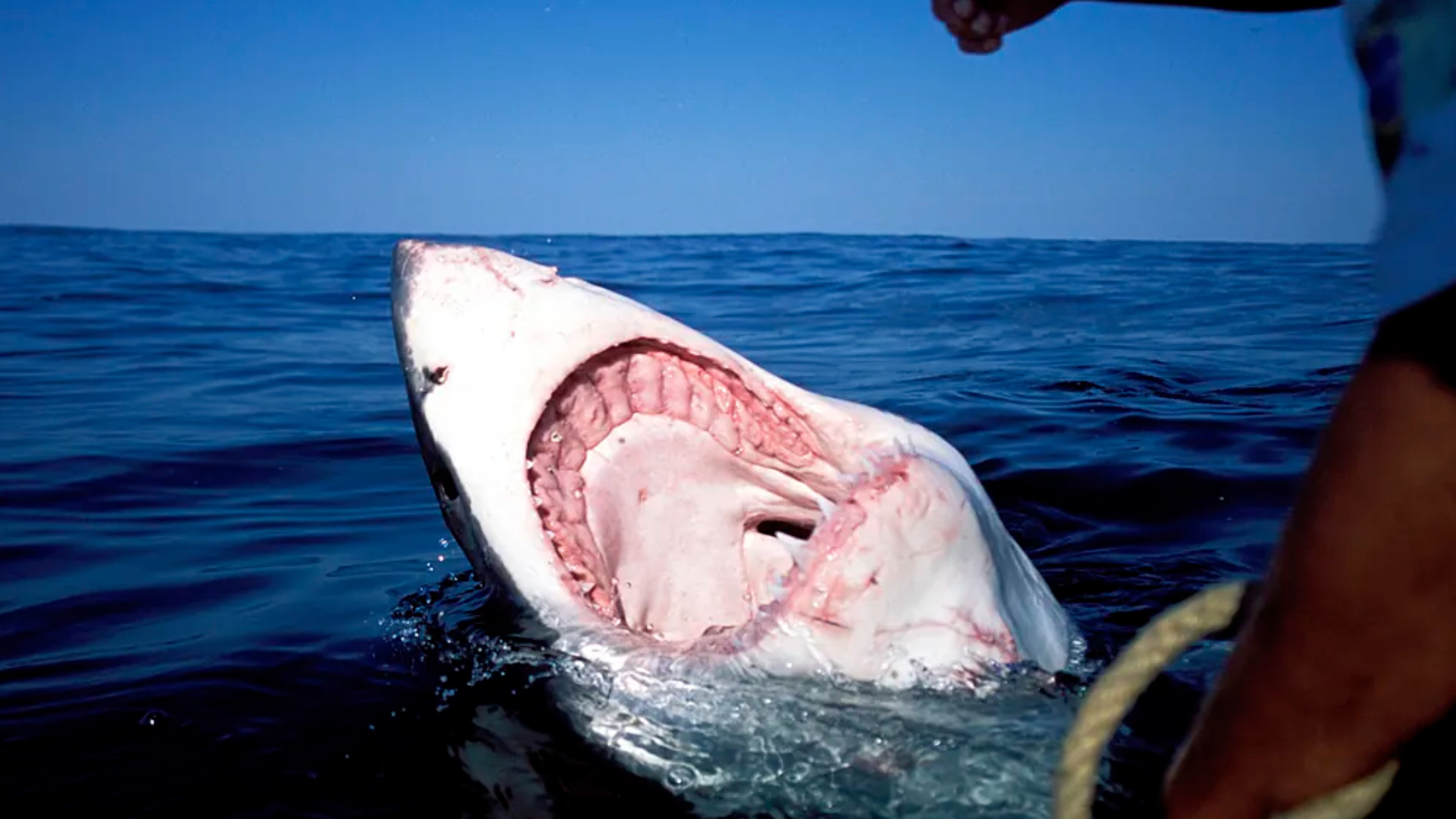 ataque de tiburon tigre de arena