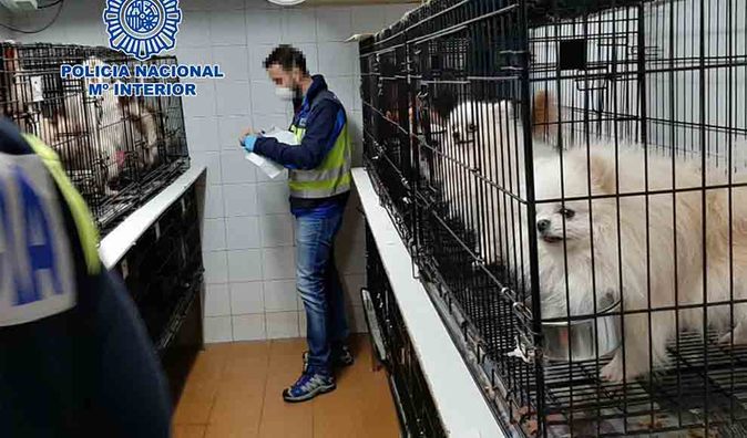 Rescatados chihuahuas dos criaderos ilegales de Arganda y Meco donde se mutilaban a los perros | Madrid
