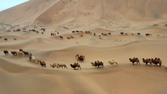 Así emigran cientos de camellos en el desierto del norte de China en busca de mejor alimento