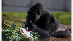 La gorila más longeva cumple 65 años