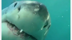 Los tiburones blancos son apacibles en su juventud según un estudio