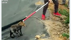 Rescatan a un zorro desorientado y con hipotermia que estaba atrapado en una balsa de agua
