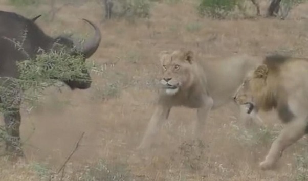 Un búfalo contra dos leones con increible final - ELMUNDOTV