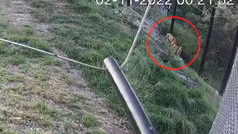 El momento en el que cinco leones escapan de su jaula en un zoo de Sídney