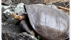 Se buscan parientes de Fernanda, la tortuga de Galápagos que se creía extinta