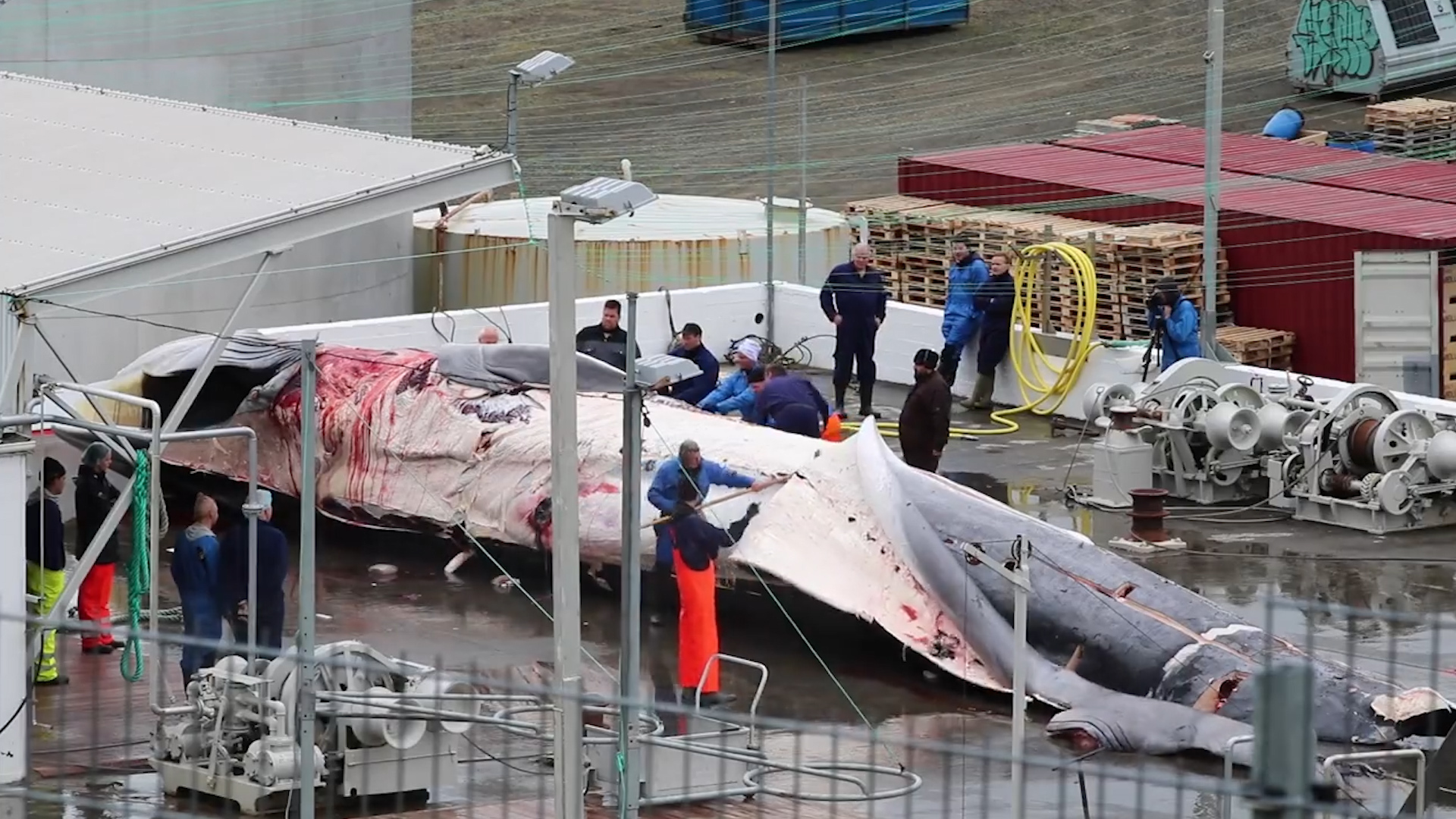 Islandia reabre la guerra de la caza de las ballenas con una controvertida  captura | Ciencia