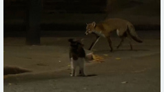 Este es el momento en el que el gato Larry lucha contra un zorro en el número 10 de Downing Street
