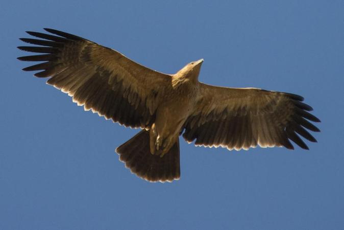 El águila imperial remonta el vuelo | Ciencia | EL MUNDO
