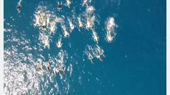 Un grupo de 33 bañistas acosa a unos delfines salvajes