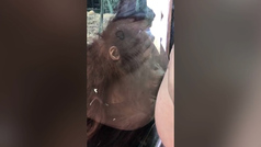 Un bebé orangután besa repetidamente el vientre de una embarazada