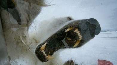 Un Gran Oso Polar Hambriento Ataca A Un Camarografo De Television Marca Claro Mexico