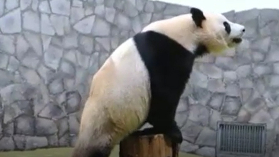 Coronavirus Rusia Un Oso Panda Gigante Para Animarte A Hacer