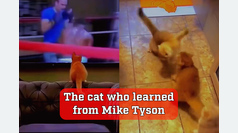 Meet the cat who learned to fight like Mike Tyson