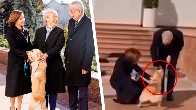 Codrut, el perro de la presidenta de Moldavia