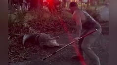 Un luchador de MMA, el héroe de EEUU tras capturar un caimán cerca de una escuela