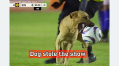 A dog stole the show at a soccer match for more than a minute