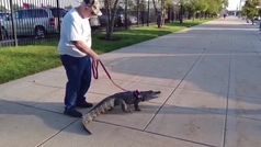 Un aficionado intenta entrar al estadio con un caimán diciendo que es "un animal de servicio"
