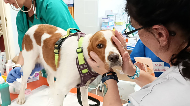 "El animal genera un sostn emocional muy grande para las personas en situaciones as?