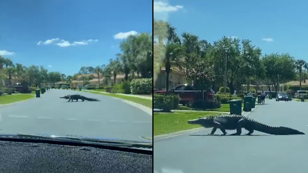 Un enorme caimán de tres metros aparece caminando por las calles de Florida