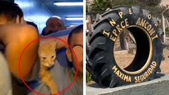 Sony, el gato que se hizo viral durante la inspeccin a una crcel en Per