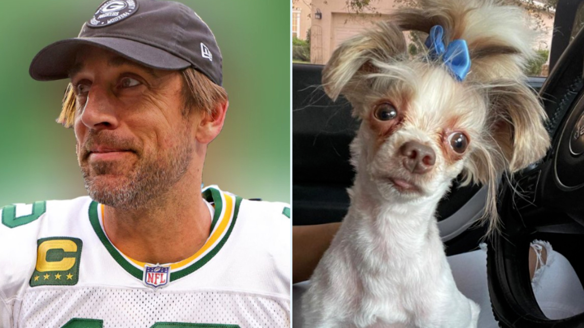 Fan trolls Aaron Rodgers with photos of dogs that look like him