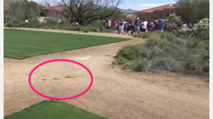 Una serpiente de cascabel interrumpe el LIV de golf de Tucson