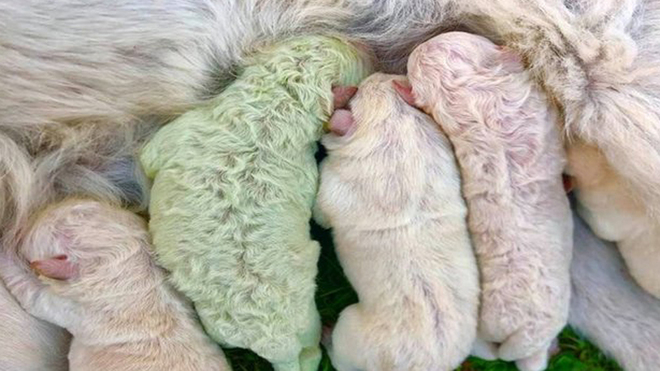 Nace un perro verde en Italia: el colmo del año 2020 | Marca.com