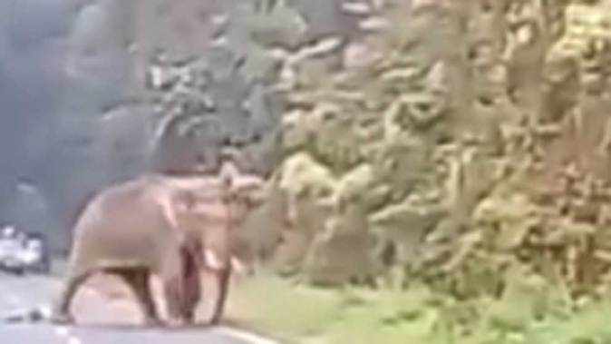 Selfie mortal: un elefante salvaje mata a un turista imprudente 