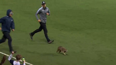 "Esto es entretenimiento!" Un mapache se 'roba' el show durante un partido de la MLS