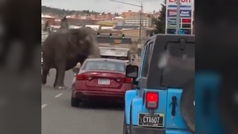 Un elefante escapa de un circo y causa el p�nico en Butte