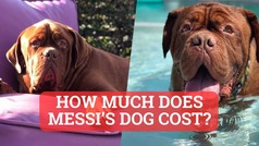 This is how much it could cost for a dog like Messi's